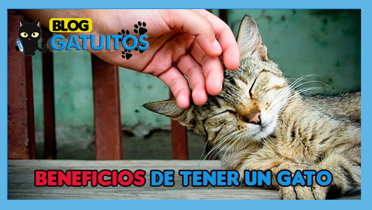 Beneficios de tener gato