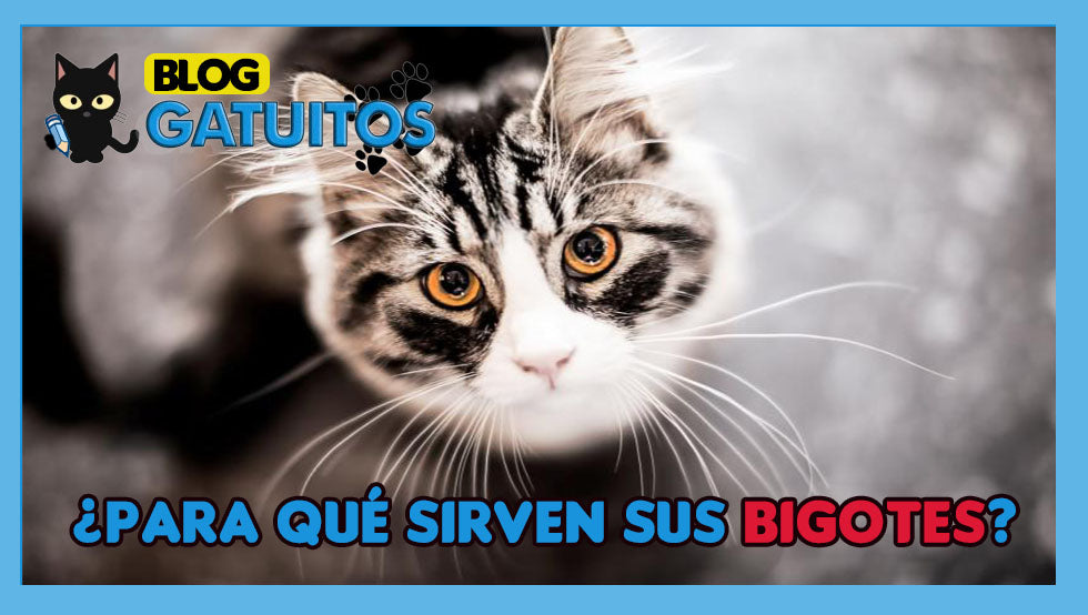 ¿Para qué sirven los bigotes de mi gato? 