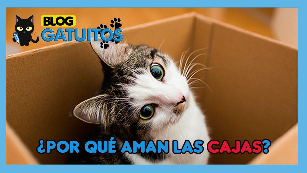Por qué les gustan tanto las cajas a los gatos