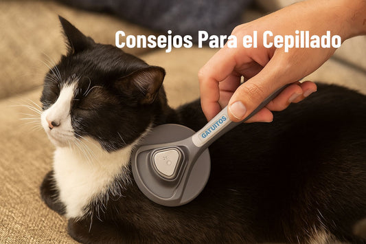 Cepillado gato