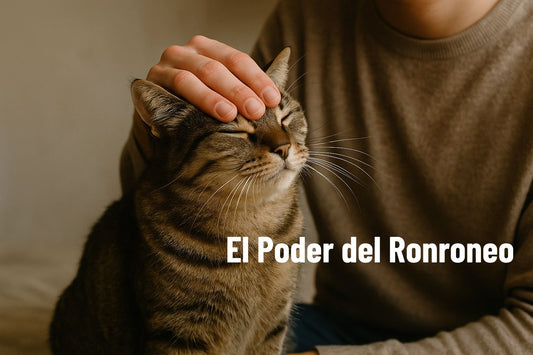 beneficios de tener un gato