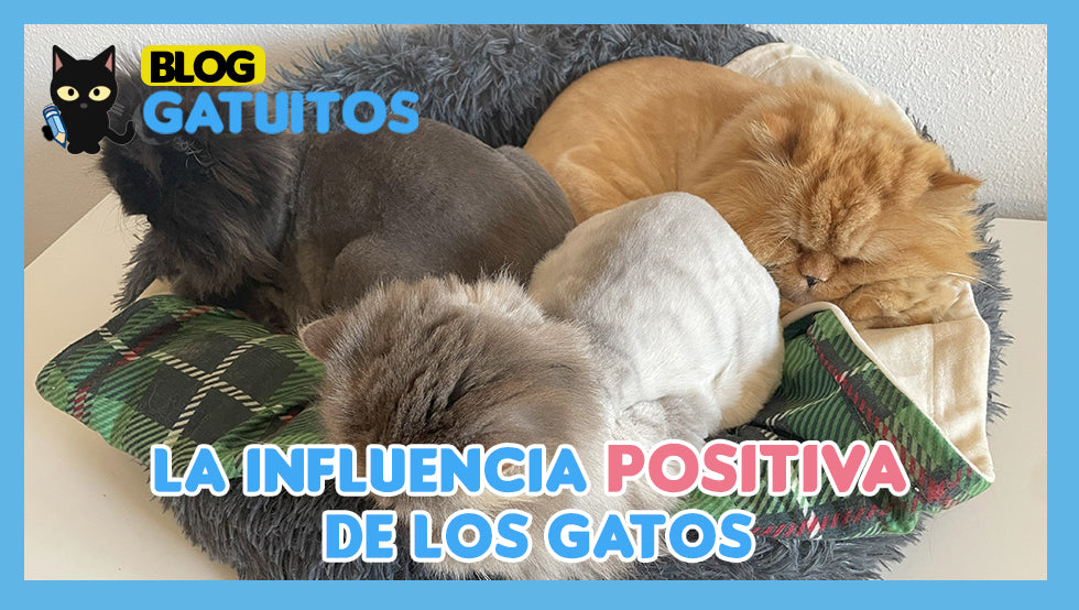 La influencia positiva de los gatos en nuestra rutina diaria
