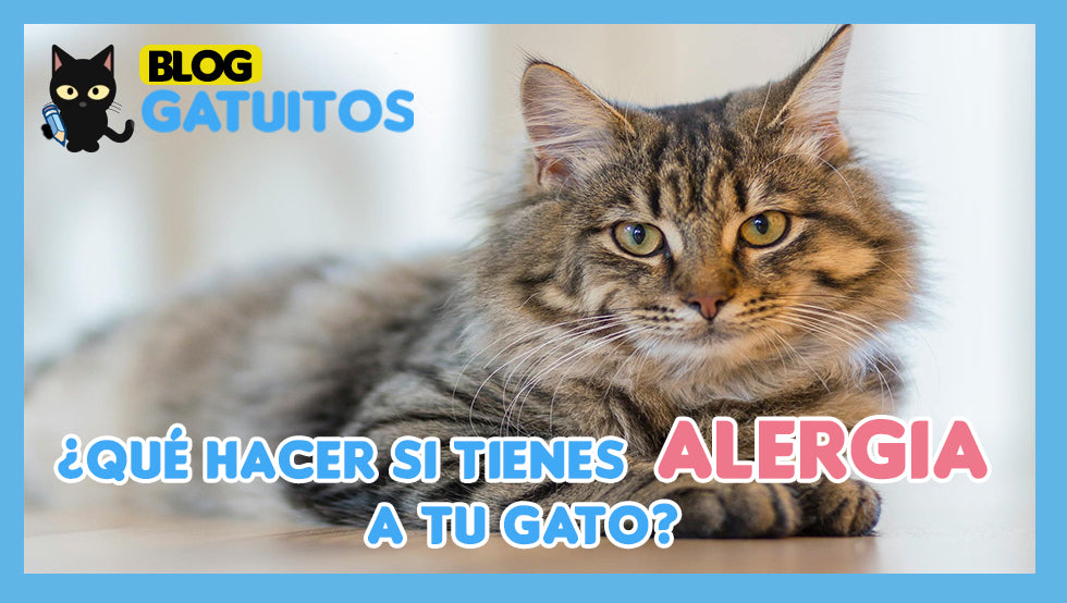 ¿Qué hacer si tienes alergia a tu gato? Remedios para ayudar a reducir los síntomas