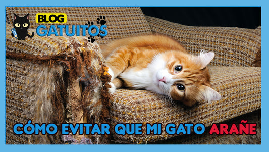 Cómo evitar que mi gato arañe los muebles