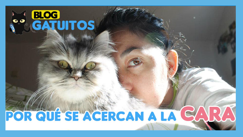 Por qué se acercan a la cara