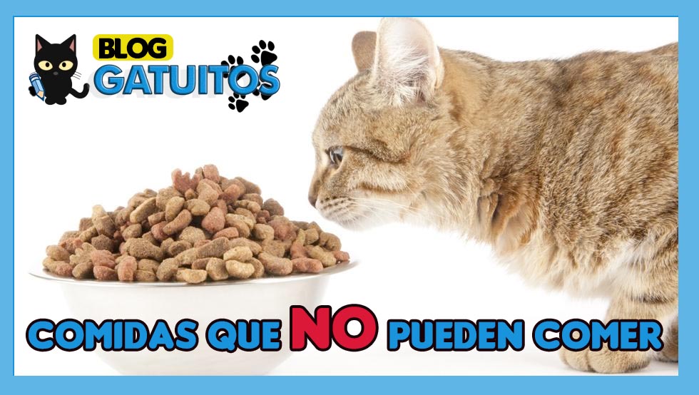 Comidas que NO pueden comer los gatos