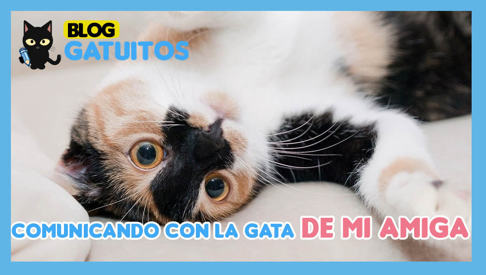 🗣️🙀 Comunicando con la gata de mi amiga