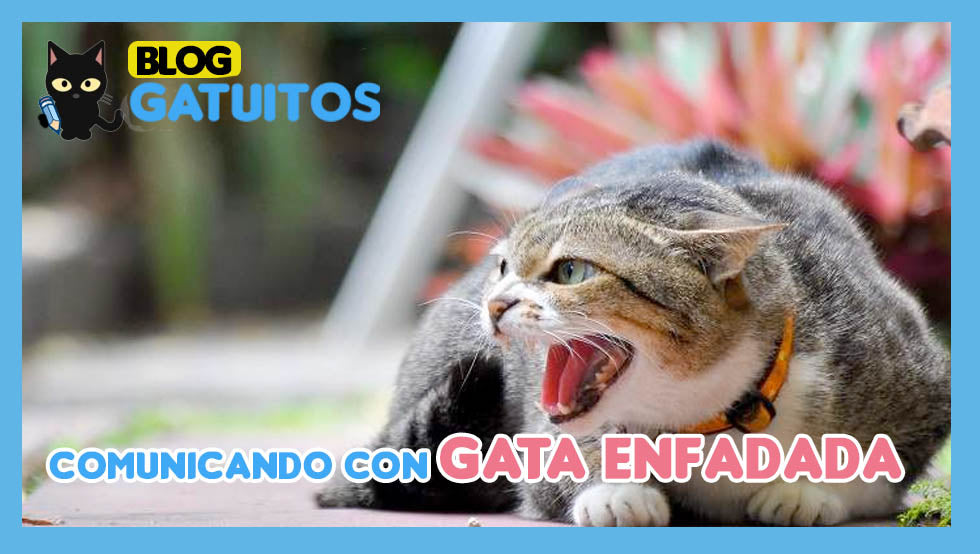 🗣️😾 Mi mágica comunicación con una gata enfadada