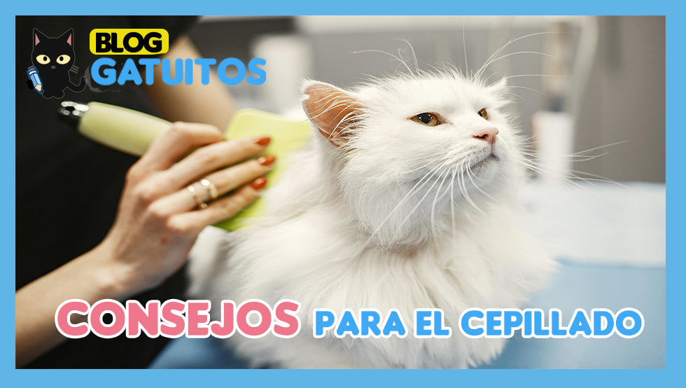 La magia del abrigo peludo: consejos para el cepillado perfecto
