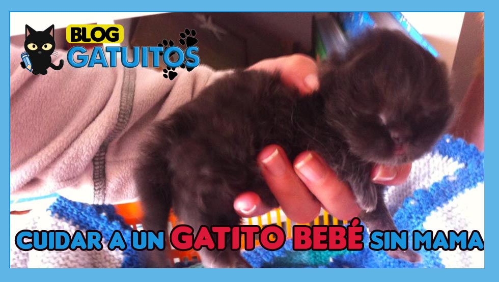 Consejos para cuidar un gatito bebé sin mamá
