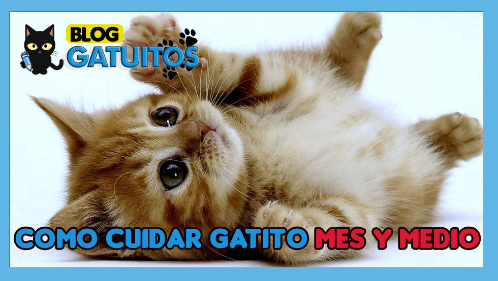 Cómo cuidar a un gatito de mes y medio