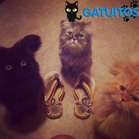 Presentación y bienvenida de Gatuitos.com