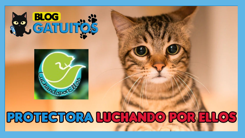 Luchando por Ellos
