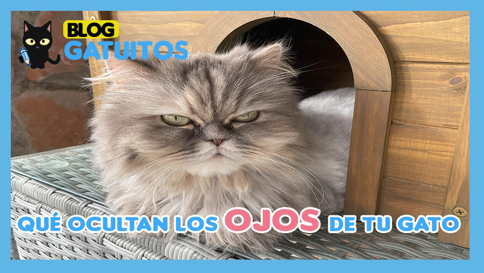 ¿Qué revelan los ojos de tu gato? Cómo detectar enfermedades a través del color y el tercer párpado