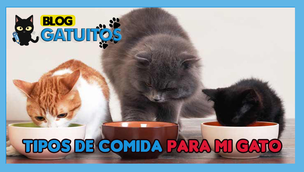 Tipos de comida de gato